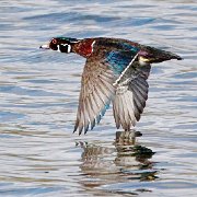 H1P8311 - Version 2  Wood Duck TakeOff Closeup (11X14 Matt 6X9 Print) JAH-207 : NoteCard_Set_Q